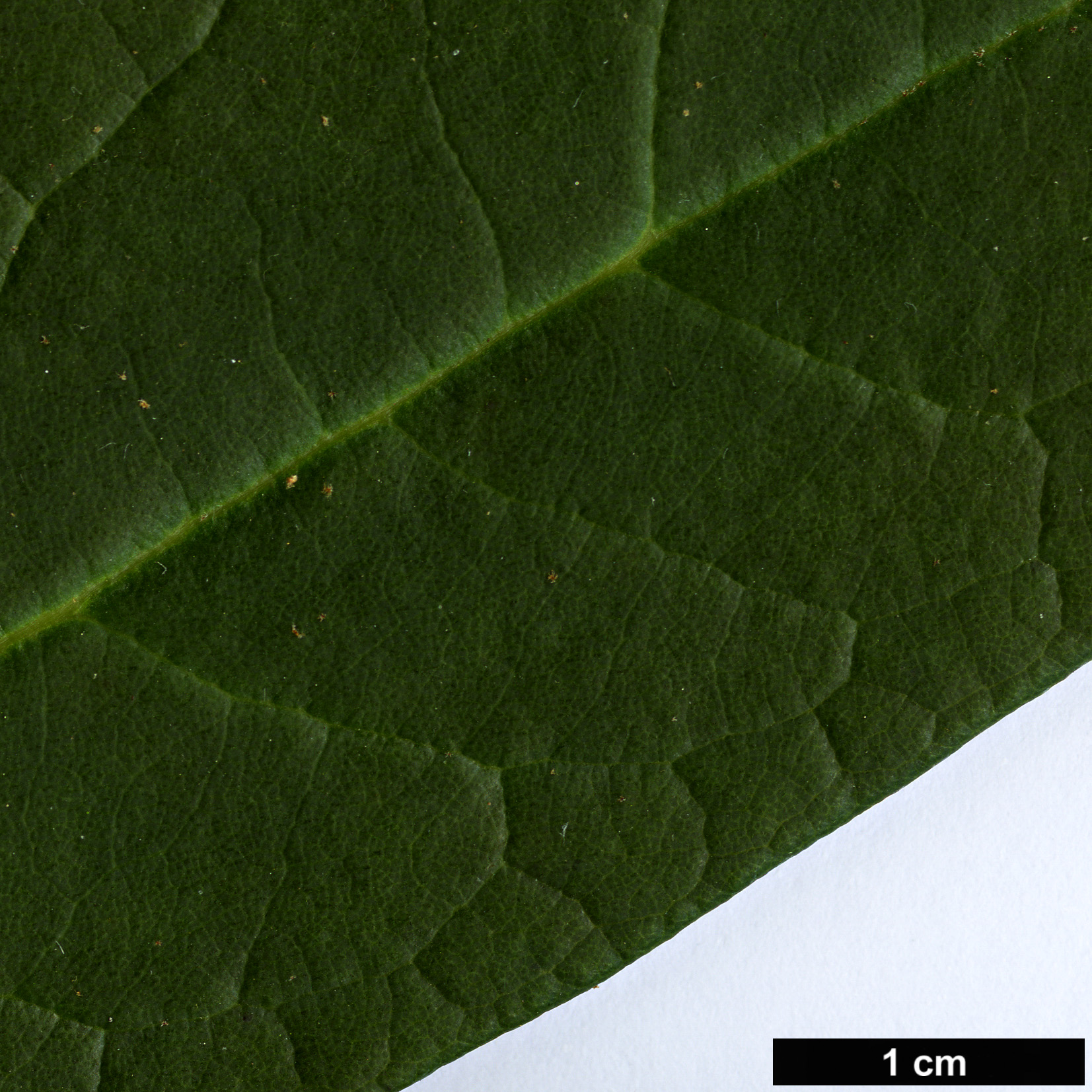 High resolution image: Family: Ericaceae - Genus: Rhododendron - Taxon: rex - SpeciesSub: subsp. fictolacteum